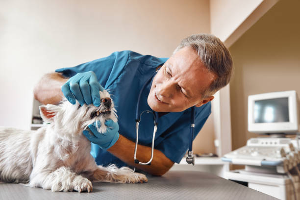 Best After-Hours Dental Trauma Care in South Miami Heights, FL